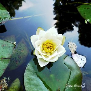 water lily